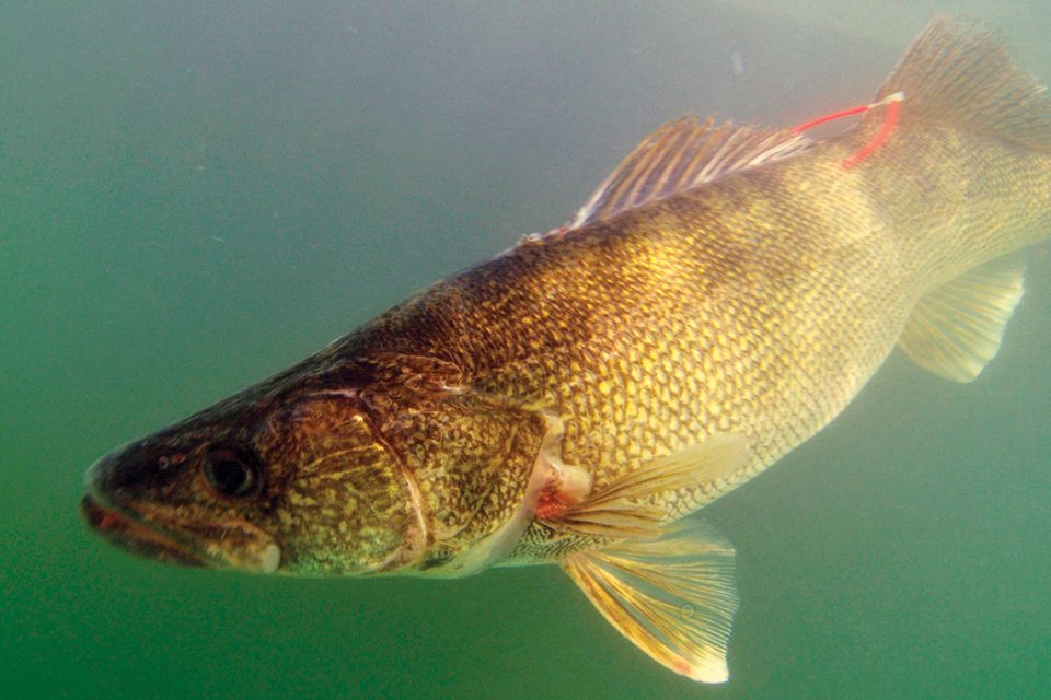 Walleye swimming (photo by Andrew Muir, Great Lakes Fishery Commission)