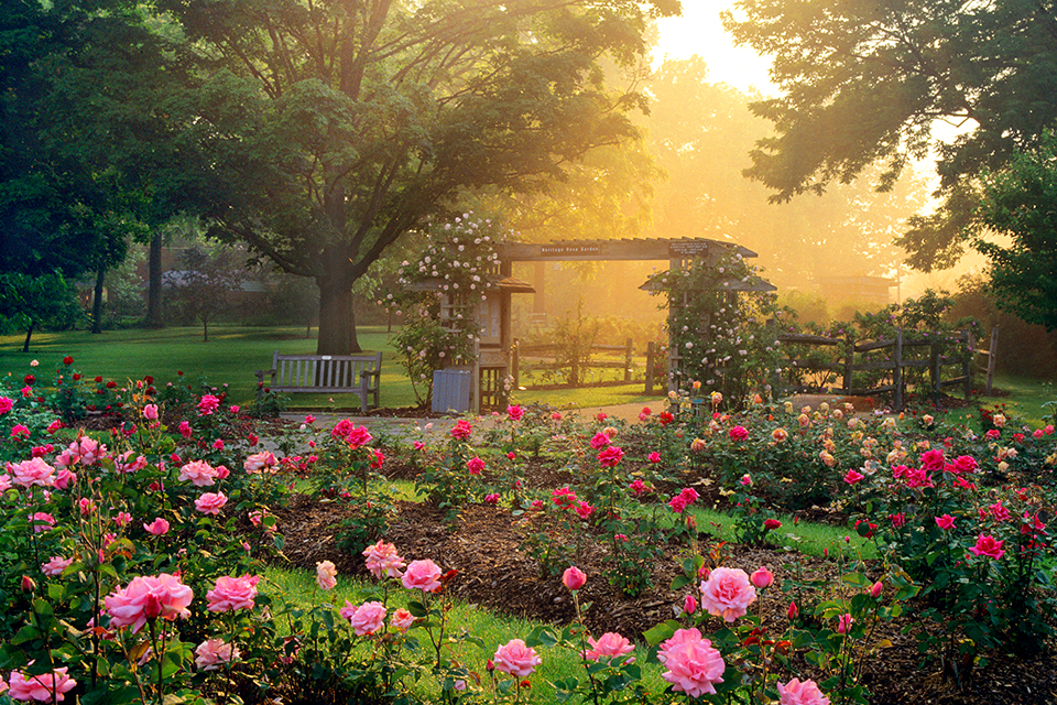 Whetstone Park of Roses in Columbus (photo by Randall L. Schieber)