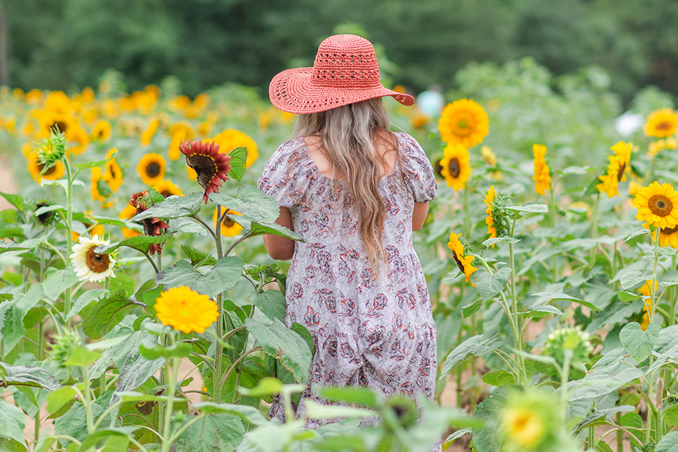 Woman in sunflower field at Coshocton Sunflower Festival (photo courtesy of Coshocton Sunflower Festival)