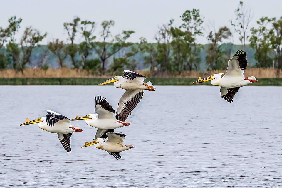 Four American white pelicans near estuary at Magee Marsh in Oak Harbor (photo by Steven Brynes)