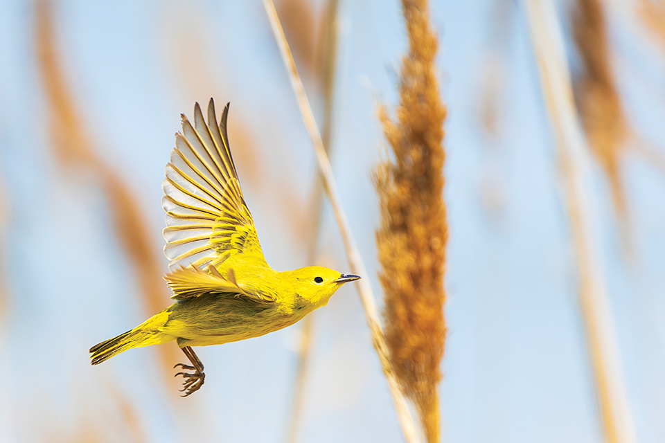 See the Biggest Week in American Birding at Magee Marsh
