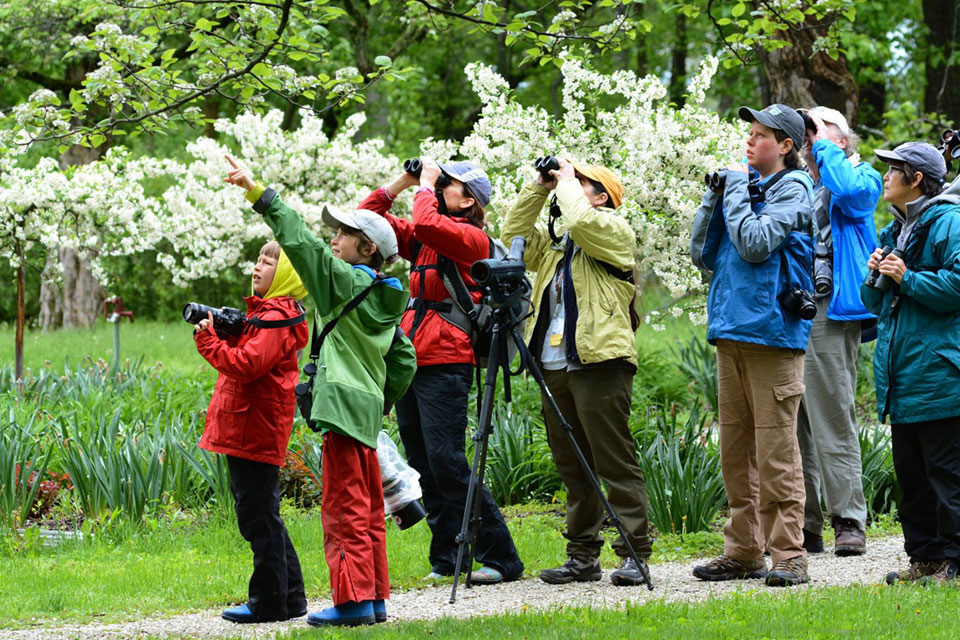The Biggest Week in American Birding