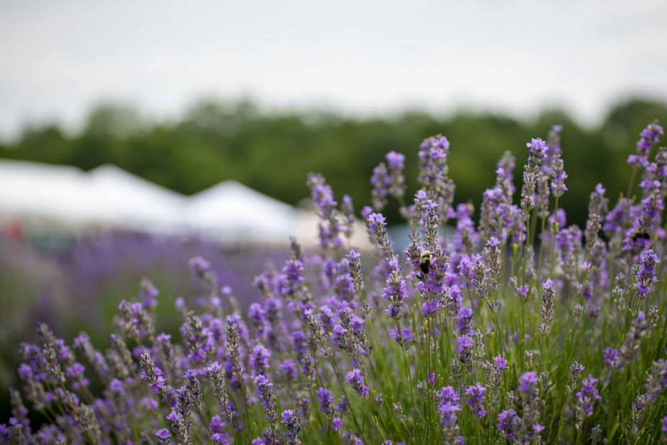 10th Annual Summer Solstice Lavender Festival