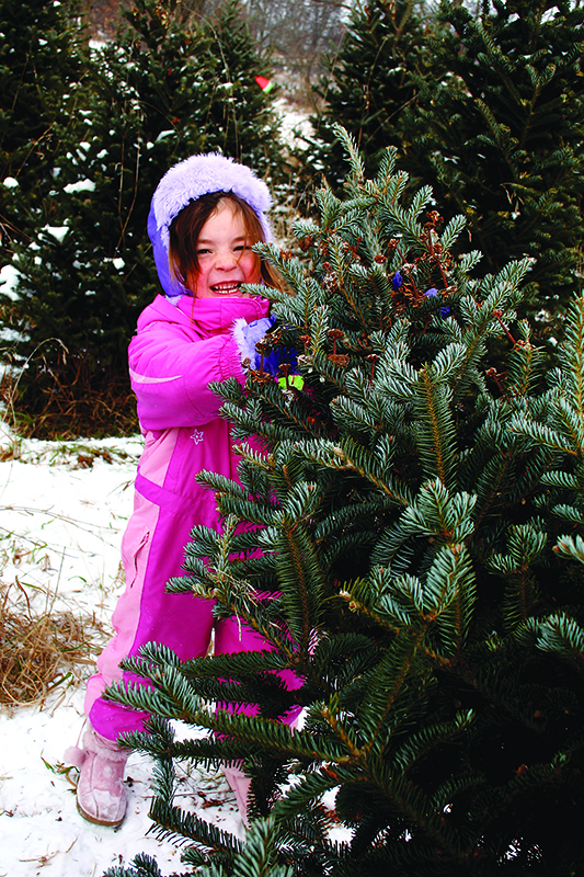 Medina tree farm